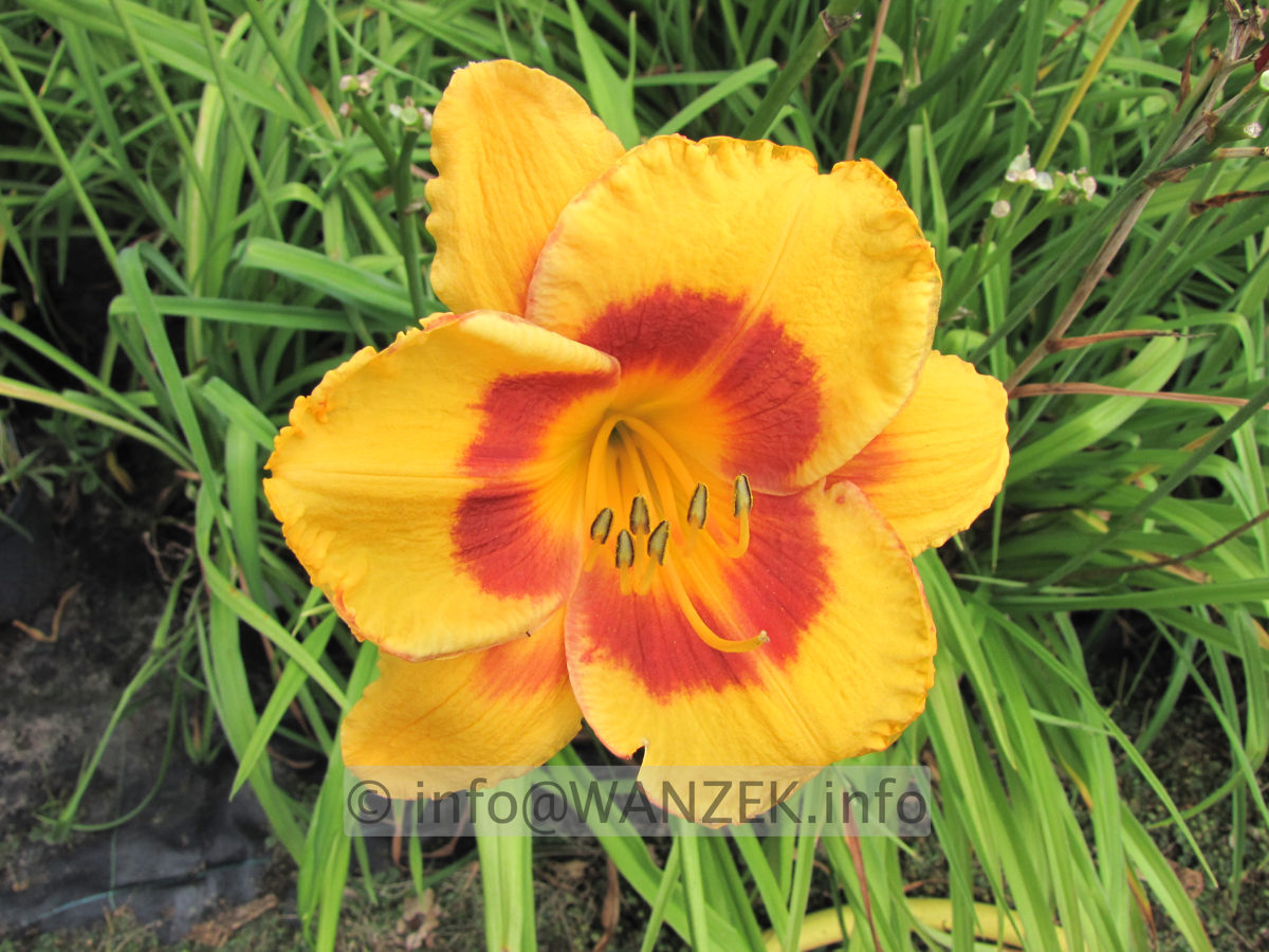Hemerocallis Fooled Me 7.JPG